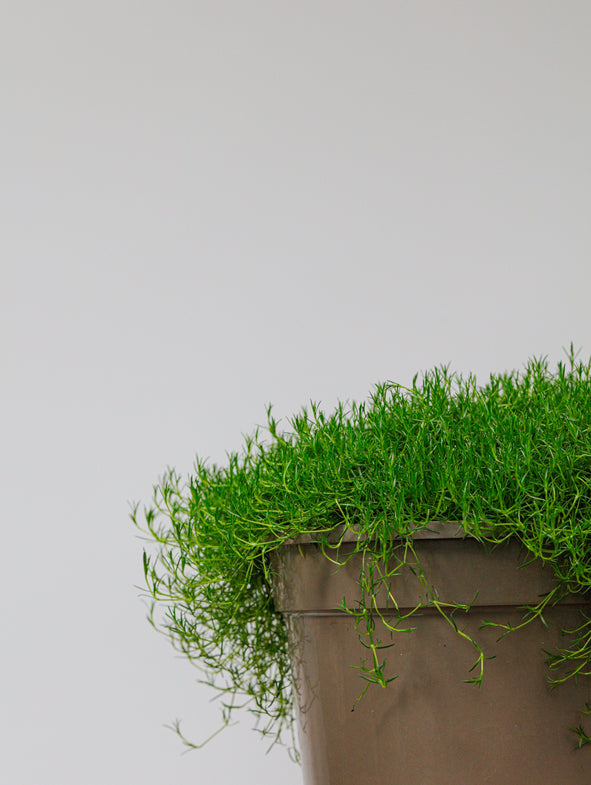 Irish Moss also known as 'Sagina subulata'.